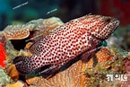 Image result for "epinephelus Cruentatus". Size: 145 x 97. Source: www.agefotostock.com