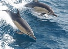 Image result for Dolphin Types. Size: 135 x 97. Source: scubadiverlife.com