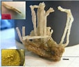 Image result for "sabellaria Spinulosa". Size: 114 x 97. Source: www.researchgate.net