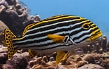 Image result for Plectorhinchus vittatus. Size: 155 x 98. Source: typhlonectes.tumblr.com