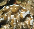 Bildergebnis für Manicina areolata Geslacht. Größe: 116 x 98. Quelle: coralpedia.bio.warwick.ac.uk