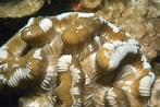Afbeeldingsresultaten voor "manicina Areolata". Grootte: 147 x 98. Bron: coralpedia.bio.warwick.ac.uk