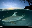 Image result for "carcharhinus Wheeleri". Size: 112 x 98. Source: www.alamy.com