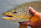 Image result for Brown Trout Fish. Size: 142 x 98. Source: fishmasters.com