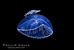 Image result for cellulari a. Size: 144 x 98. Source: www.oceanlight.com
