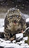 Image result for Snow Leopard Hunting. Size: 60 x 98. Source: gloryzeb.blogspot.com