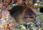 Image result for Gymnothorax unicolor Anatomie. Size: 140 x 98. Source: www.flickr.com