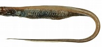 Afbeeldingsresultaten voor SYNAPHOBRANCHIDAE. Grootte: 211 x 98. Bron: fishesofaustralia.net.au
