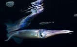 Image result for Sthenoteuthis pteropus. Size: 158 x 98. Source: tolweb.org