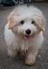 Image result for Coton De Tulear. Size: 69 x 98. Source: www.thepetowners.com