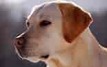 Image result for Labrador Retriever Dyrepleie. Size: 156 x 98. Source: onewoofdaycare.com
