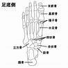 足の骨と関節 に対する画像結果.サイズ: 98 x 98。ソース: lapinblanc-insole.net