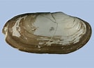 Image result for "lutraria Angustior". Size: 135 x 98. Source: conchsoc.org