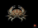 Image result for "paractaea Rufopunctata". Size: 132 x 98. Source: www.pinterest.com