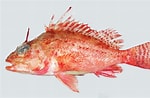 Image result for Pontinus Stam. Size: 150 x 98. Source: ncfishes.com