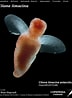 Afbeeldingsresultaten voor "clione limacina limacina Gracilis". Grootte: 72 x 98. Bron: www.st.nmfs.noaa.gov