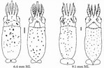 Afbeeldingsresultaten voor Eucleoteuthis luminosa. Grootte: 149 x 98. Bron: tolweb.org