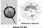 Image result for "heliaster Hexagonium". Size: 148 x 98. Source: palaeo-electronica.org