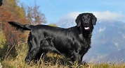 Image result for Flat Coated Retriever Opprinnelse. Size: 178 x 98. Source: pethelpful.com