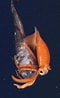 Afbeeldingsresultaten voor Gonatus steenstrupi Geslacht. Grootte: 60 x 98. Bron: www.researchgate.net