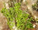 Image result for "halimeda Incrassata". Size: 125 x 98. Source: www.naturalista.mx