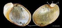 Image result for Velutina plicatilis Habitat. Size: 216 x 98. Source: www.flickr.com