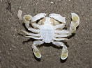 Afbeeldingsresultaten voor Ashtoret Crabs. Grootte: 132 x 98. Bron: www.flickr.com