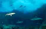 Image result for Black Pit Shark. Size: 155 x 98. Source: ryan-johnson.me