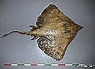 Image result for Dipturus nidarosiensis Anatomie. Size: 134 x 98. Source: shark-references.com