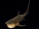 Image result for "carcharhinus Sorrah". Size: 132 x 98. Source: www.malacologia.org