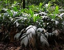 Image result for "hymedesmia Baculifera". Size: 126 x 98. Source: www.palmpedia.net