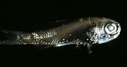 "arnoglossus Laterna" に対する画像結果.サイズ: 186 x 98。ソース: adriaticnature.ru