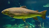 Image result for Brown Trout Fish. Size: 172 x 98. Source: harpianews.com