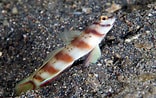 Image result for Amblyeleotris. Size: 156 x 98. Source: fishesofaustralia.net.au