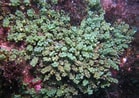 Image result for "caulerpa Racemosa". Size: 139 x 98. Source: www.inaturalist.org