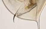 Image result for "clausophyes Galeata". Size: 153 x 98. Source: www.shetlandlochs.com