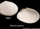 Image result for "macoma Calcarea". Size: 134 x 98. Source: naturalhistory.museumwales.ac.uk