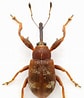 Image result for "epialtus Bituberculatus". Size: 84 x 98. Source: www.flickr.com