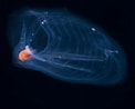 Afbeeldingsresultaten voor Pelagic tunicate Doliolette. Grootte: 122 x 98. Bron: www.walmart.com