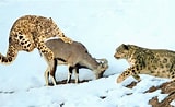 Image result for Snow Leopard Hunting. Size: 160 x 98. Source: homiedaily.com