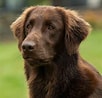 Image result for Flat Coated Retriever Opprinnelse. Size: 102 x 98. Source: www.purina.co.uk