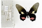 Image result for Mimoides ariarathes. Size: 147 x 98. Source: www.butterfliesofamerica.com