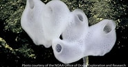 Image result for Glass Sponge. Size: 185 x 98. Source: www.guamreeflife.com