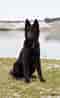 Image result for Belgisk hyrdehund. Size: 60 x 98. Source: www.hundegalleri.dk