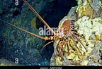 Afbeeldingsresultaten voor "panulirus Echinatus". Grootte: 144 x 98. Bron: www.alamy.com
