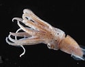 Image result for Eucleoteuthis luminosa Feiten. Size: 125 x 98. Source: informasi.beelajar.com