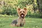 Billedresultat for Silky Terrier. størrelse: 150 x 98. Kilde: www.mypetzilla.co.uk
