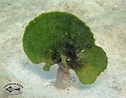 Image result for "avrainvillea Nigricans". Size: 126 x 98. Source: www.chaloklum-diving.com