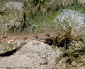 Afbeeldingsresultaten voor Deltentosteus quadrimaculatus Superklasse. Grootte: 120 x 98. Bron: www.natuurlijkmooi.net