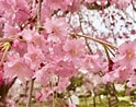 Image result for cerezos en flor Sakura. Size: 124 x 98. Source: guiadejapon.es